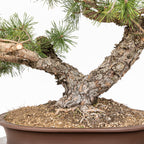 Bonsái - Pino silvestre (Pinus sylvestris) - PS10611