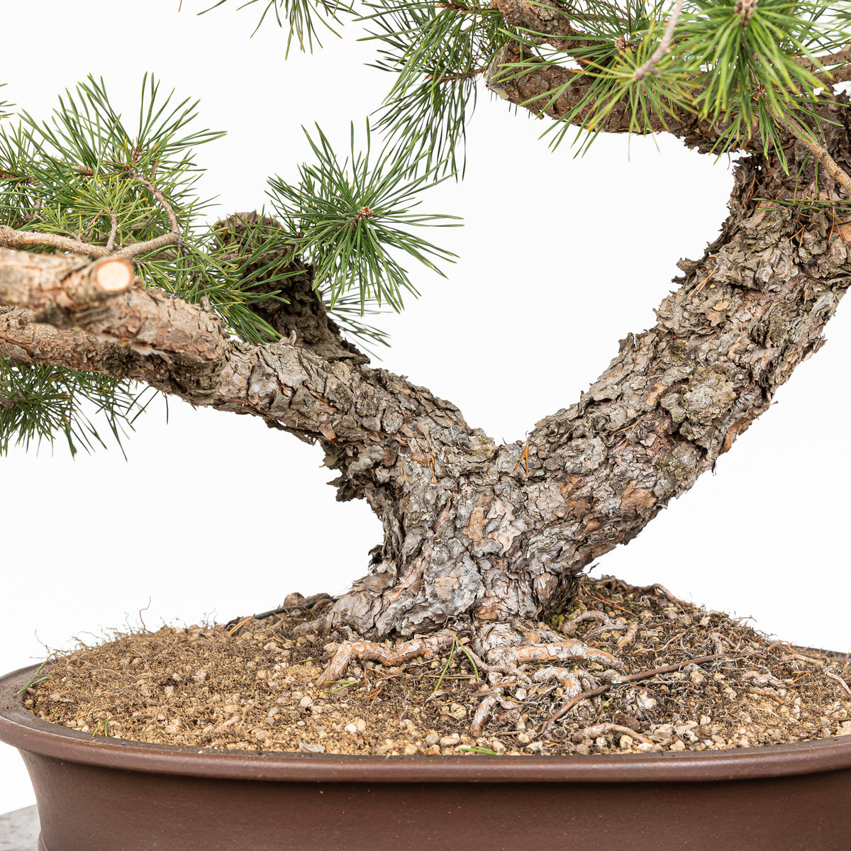 Bonsái - Pino silvestre (Pinus sylvestris) - PS10611