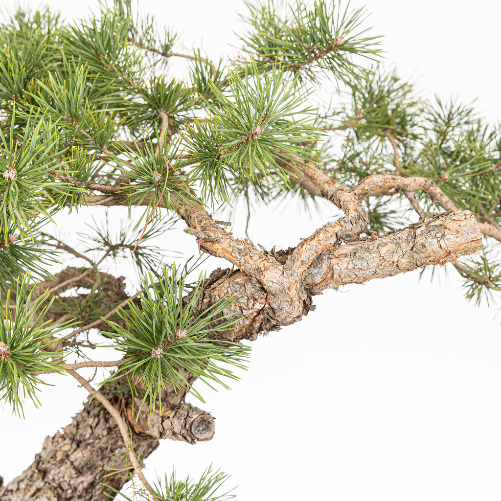 Bonsái - Pino silvestre (Pinus sylvestris) - PS10611