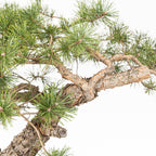 Bonsái - Pino silvestre (Pinus sylvestris) - PS10611