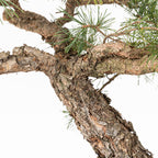 Bonsái - Pino silvestre (Pinus sylvestris) - PS10611