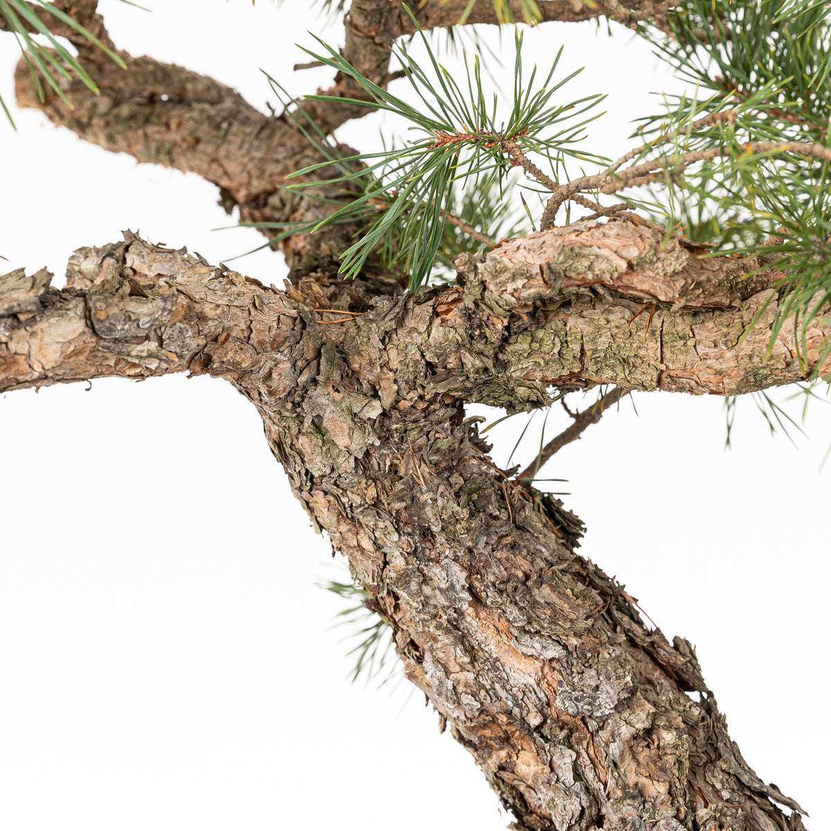 Bonsái - Pino silvestre (Pinus sylvestris) - PS10611