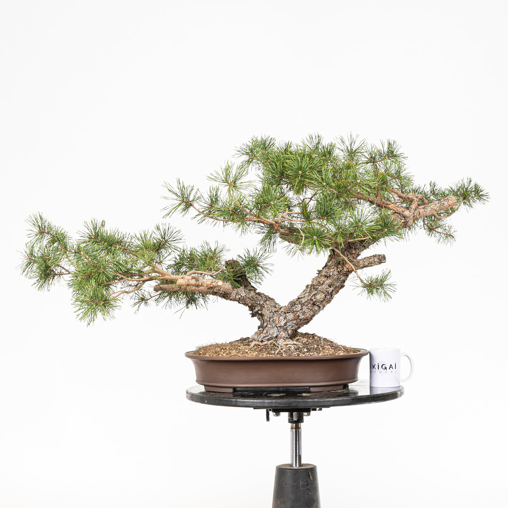 Bonsái - Pino silvestre (Pinus sylvestris) - PS10611