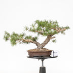 Bonsái - Pino silvestre (Pinus sylvestris) - PS10611