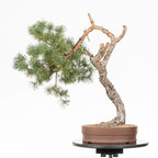 Bonsái - Pino silvestre (Pinus sylvestris) - PS10612