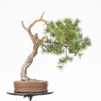 Bonsái - Pino silvestre (Pinus sylvestris) - PS10612