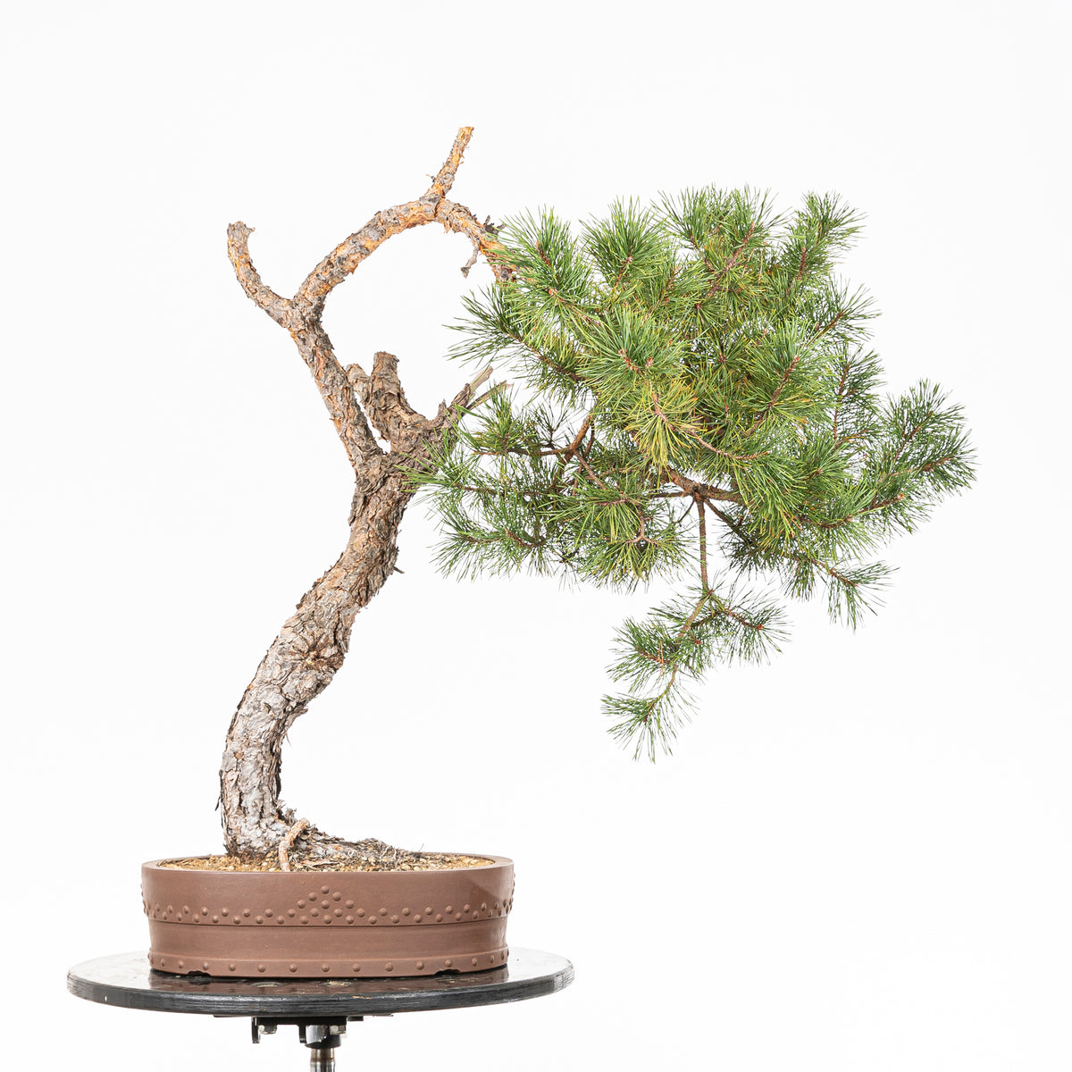 Bonsái - Pino silvestre (Pinus sylvestris) - PS10612
