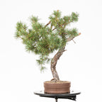 Bonsái - Pino silvestre (Pinus sylvestris) - PS10612