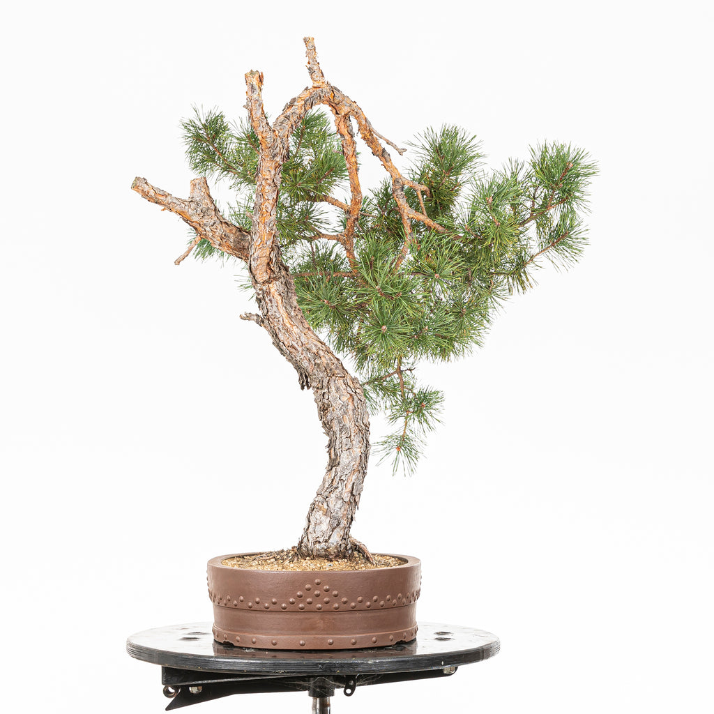 Bonsái - Pino silvestre (Pinus sylvestris) - PS10612