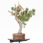 Bonsái - Pino silvestre (Pinus sylvestris) - PS10612