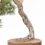 Bonsái - Pino silvestre (Pinus sylvestris) - PS10612