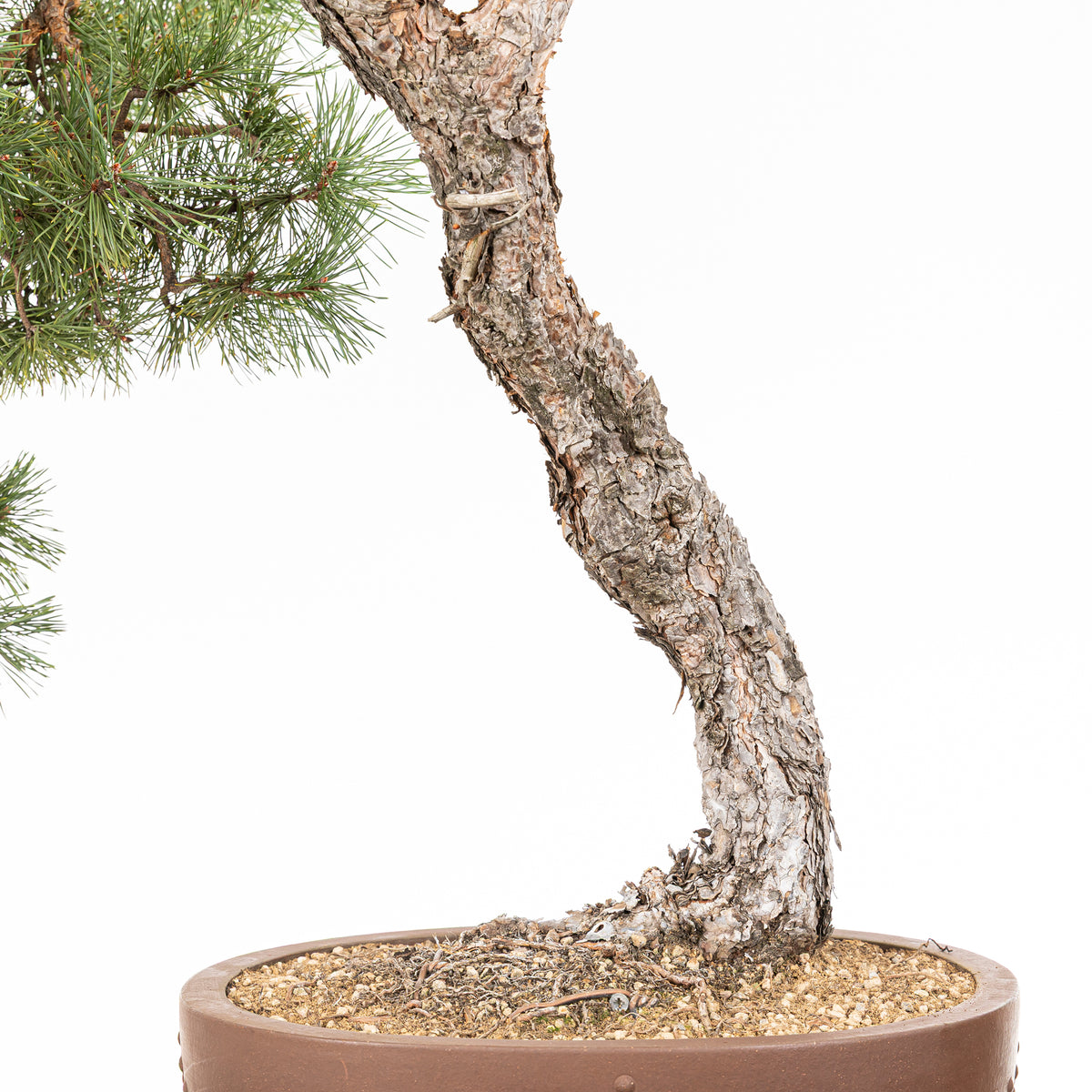 Bonsái - Pino silvestre (Pinus sylvestris) - PS10612