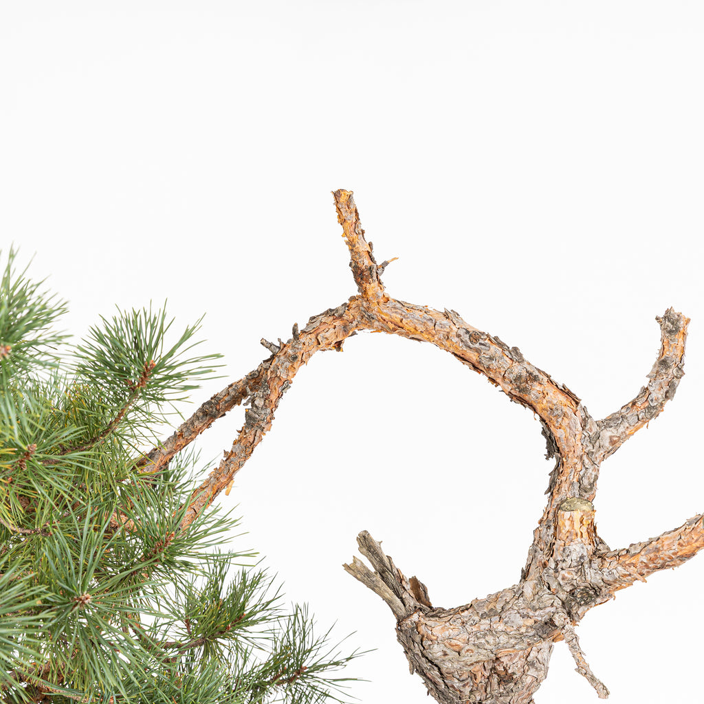 Bonsái - Pino silvestre (Pinus sylvestris) - PS10612