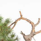 Bonsái - Pino silvestre (Pinus sylvestris) - PS10612