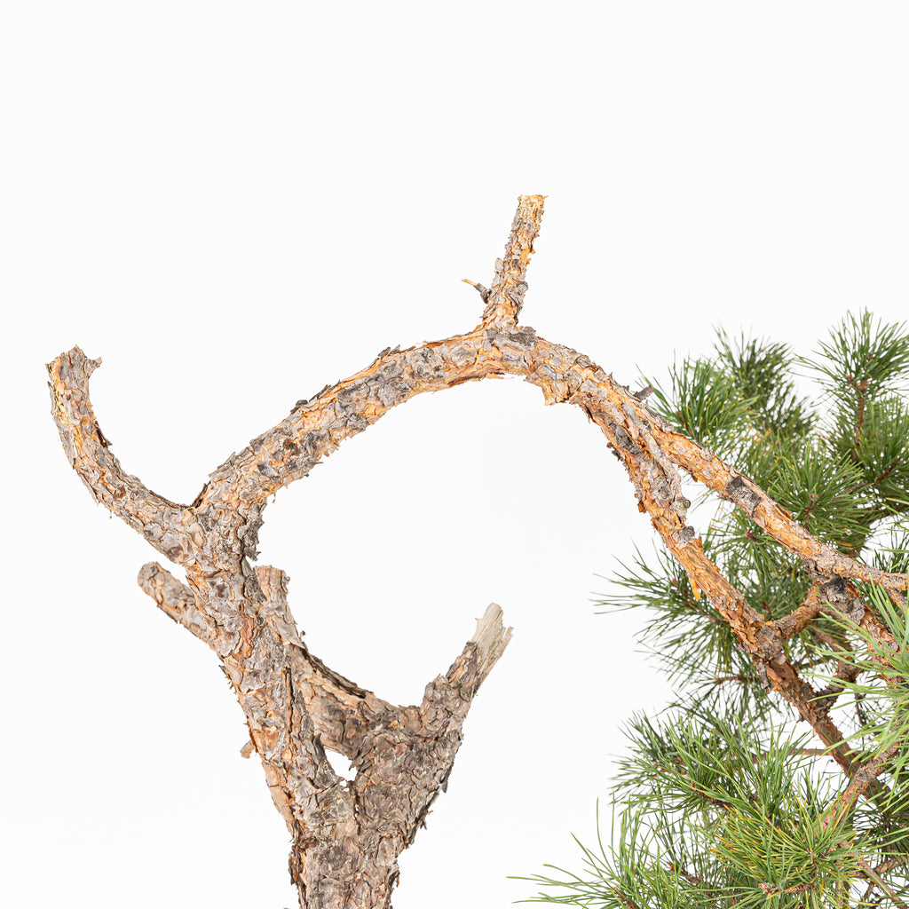 Bonsái - Pino silvestre (Pinus sylvestris) - PS10612