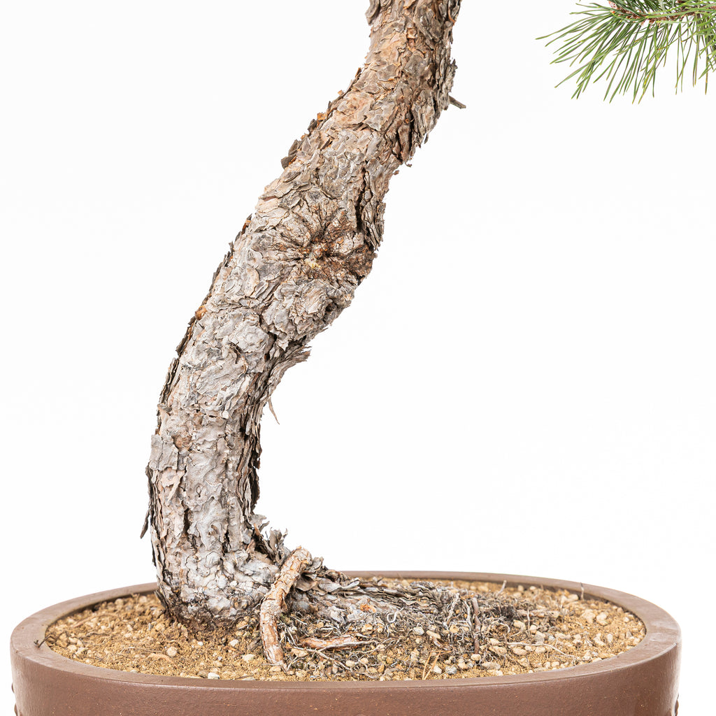 Bonsái - Pino silvestre (Pinus sylvestris) - PS10612