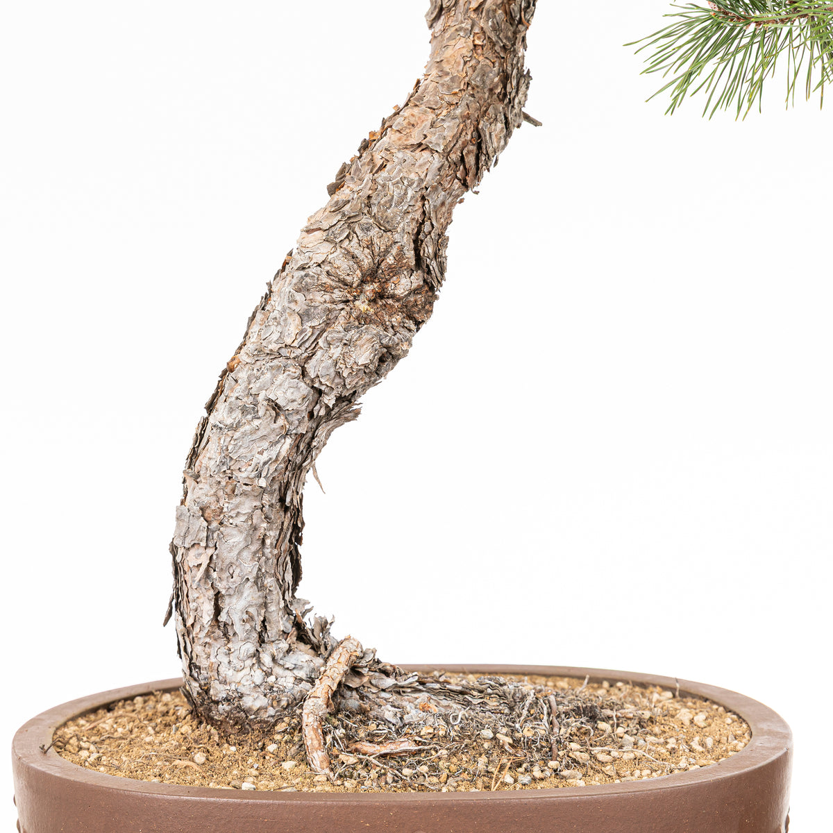Bonsái - Pino silvestre (Pinus sylvestris) - PS10612