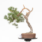 Bonsái - Pino silvestre (Pinus sylvestris) - PS10612