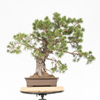 Bonsái - Pino silvestre (Pinus sylvestris) - PS10613
