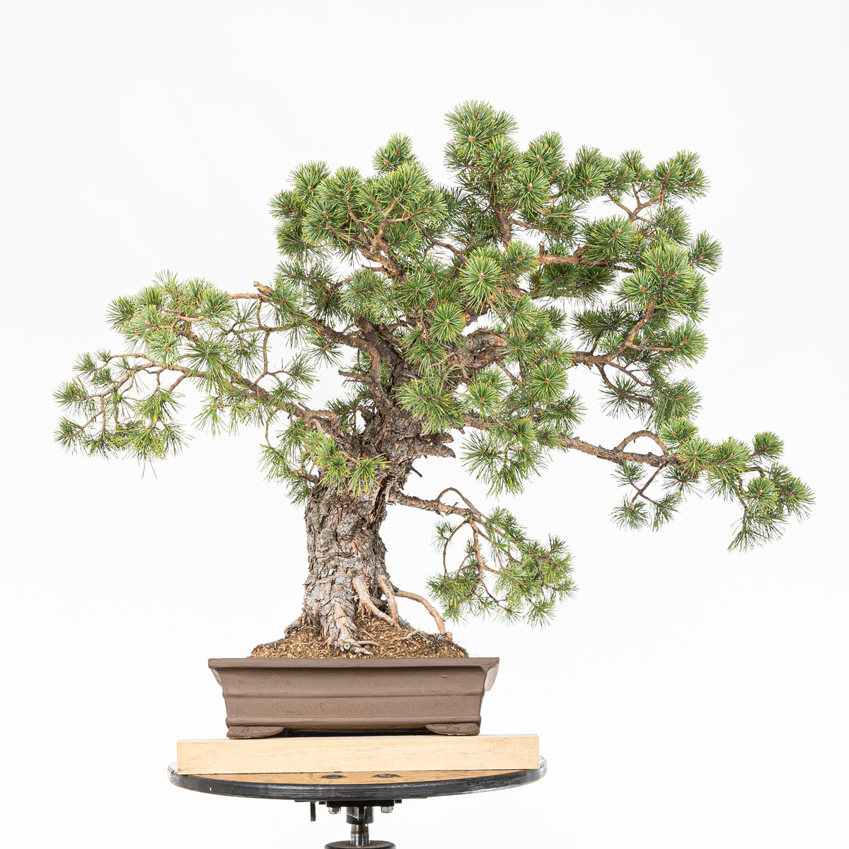 Bonsái - Pino silvestre (Pinus sylvestris) - PS10613