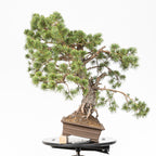 Bonsái - Pino silvestre (Pinus sylvestris) - PS10613