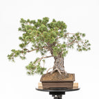Bonsái - Pino silvestre (Pinus sylvestris) - PS10613