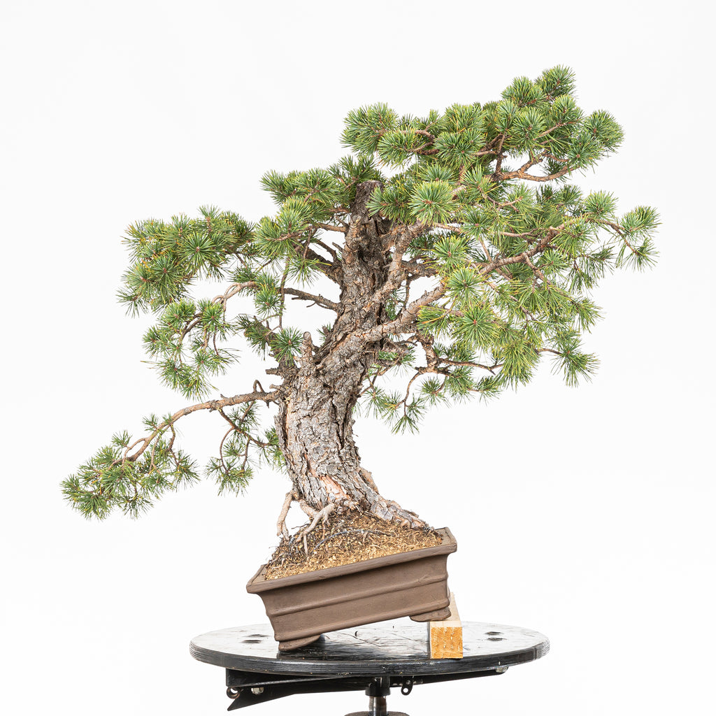 Bonsái - Pino silvestre (Pinus sylvestris) - PS10613