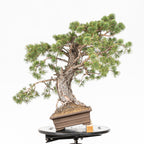 Bonsái - Pino silvestre (Pinus sylvestris) - PS10613