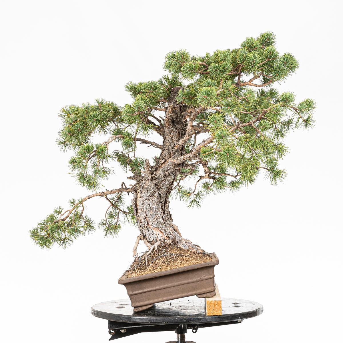 Bonsái - Pino silvestre (Pinus sylvestris) - PS10613