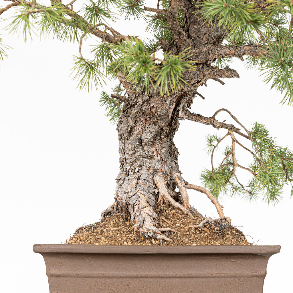 Bonsái - Pino silvestre (Pinus sylvestris) - PS10613