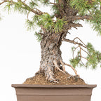 Bonsái - Pino silvestre (Pinus sylvestris) - PS10613