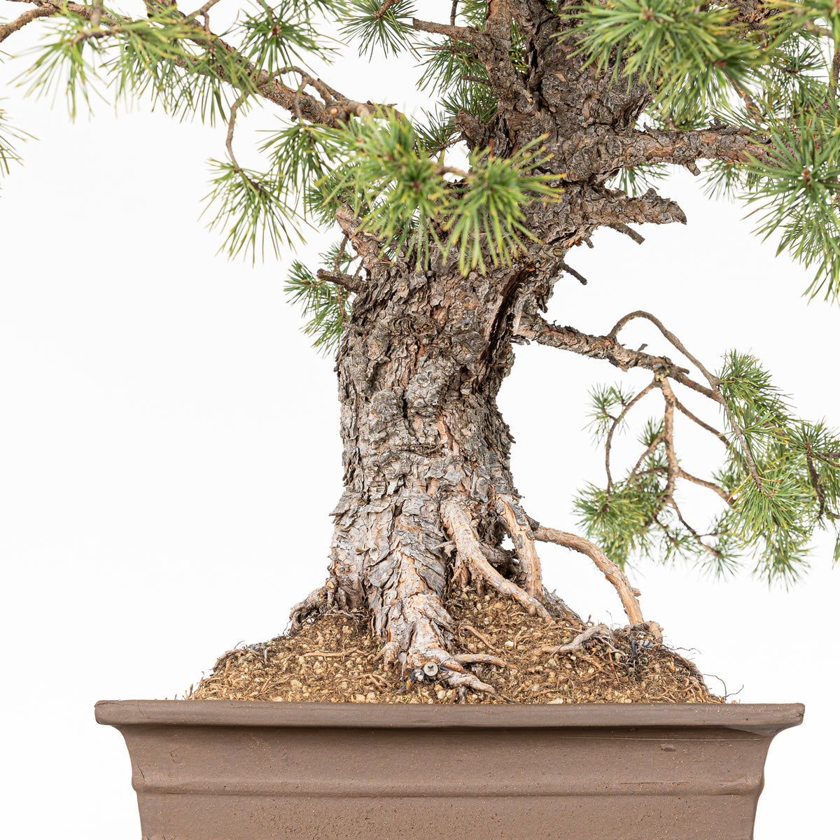 Bonsái - Pino silvestre (Pinus sylvestris) - PS10613