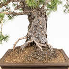 Bonsái - Pino silvestre (Pinus sylvestris) - PS10613