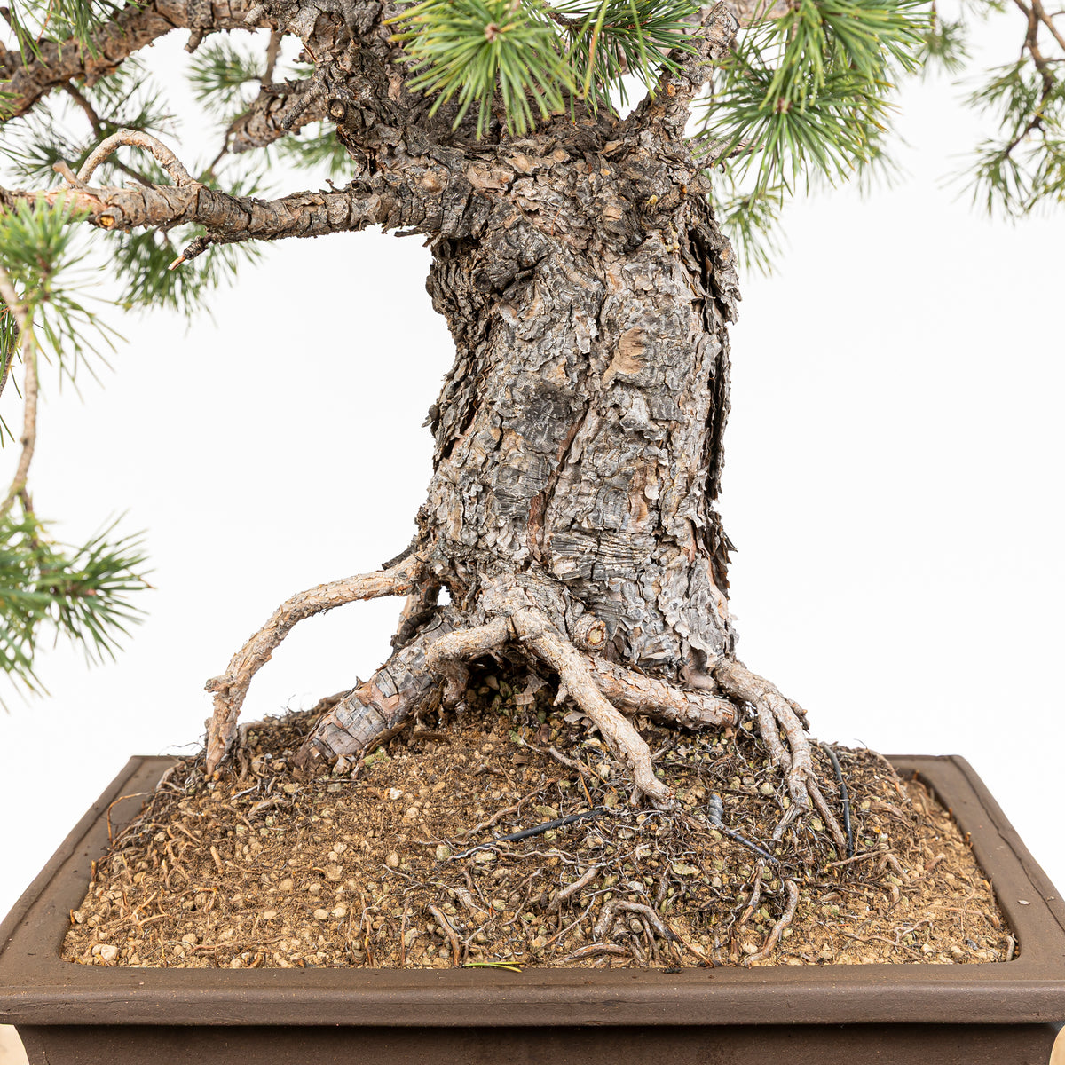 Bonsái - Pino silvestre (Pinus sylvestris) - PS10613