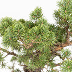 Bonsái - Pino silvestre (Pinus sylvestris) - PS10613