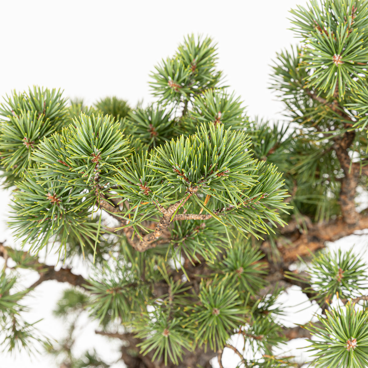 Bonsái - Pino silvestre (Pinus sylvestris) - PS10613