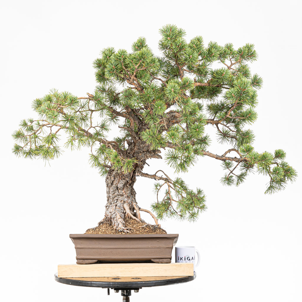 Bonsái - Pino silvestre (Pinus sylvestris) - PS10613