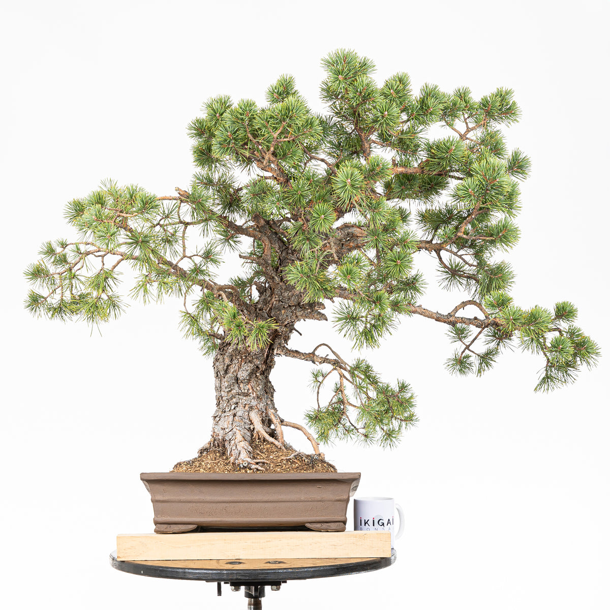 Bonsái - Pino silvestre (Pinus sylvestris) - PS10613