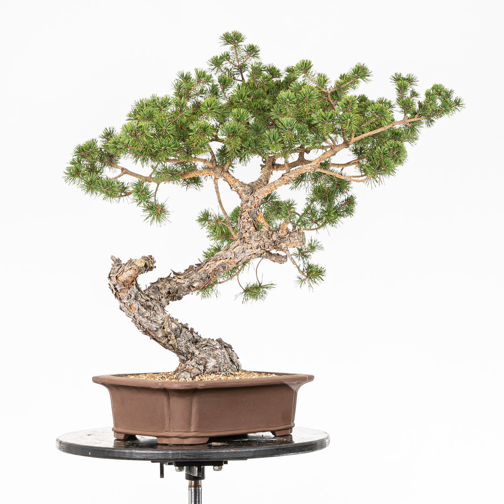 Bonsái - Pino silvestre (Pinus sylvestris) - PS10614