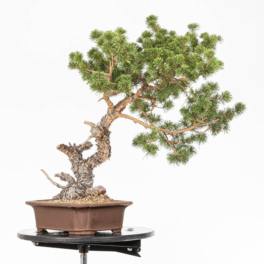 Bonsái - Pino silvestre (Pinus sylvestris) - PS10614
