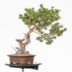 Bonsái - Pino silvestre (Pinus sylvestris) - PS10614