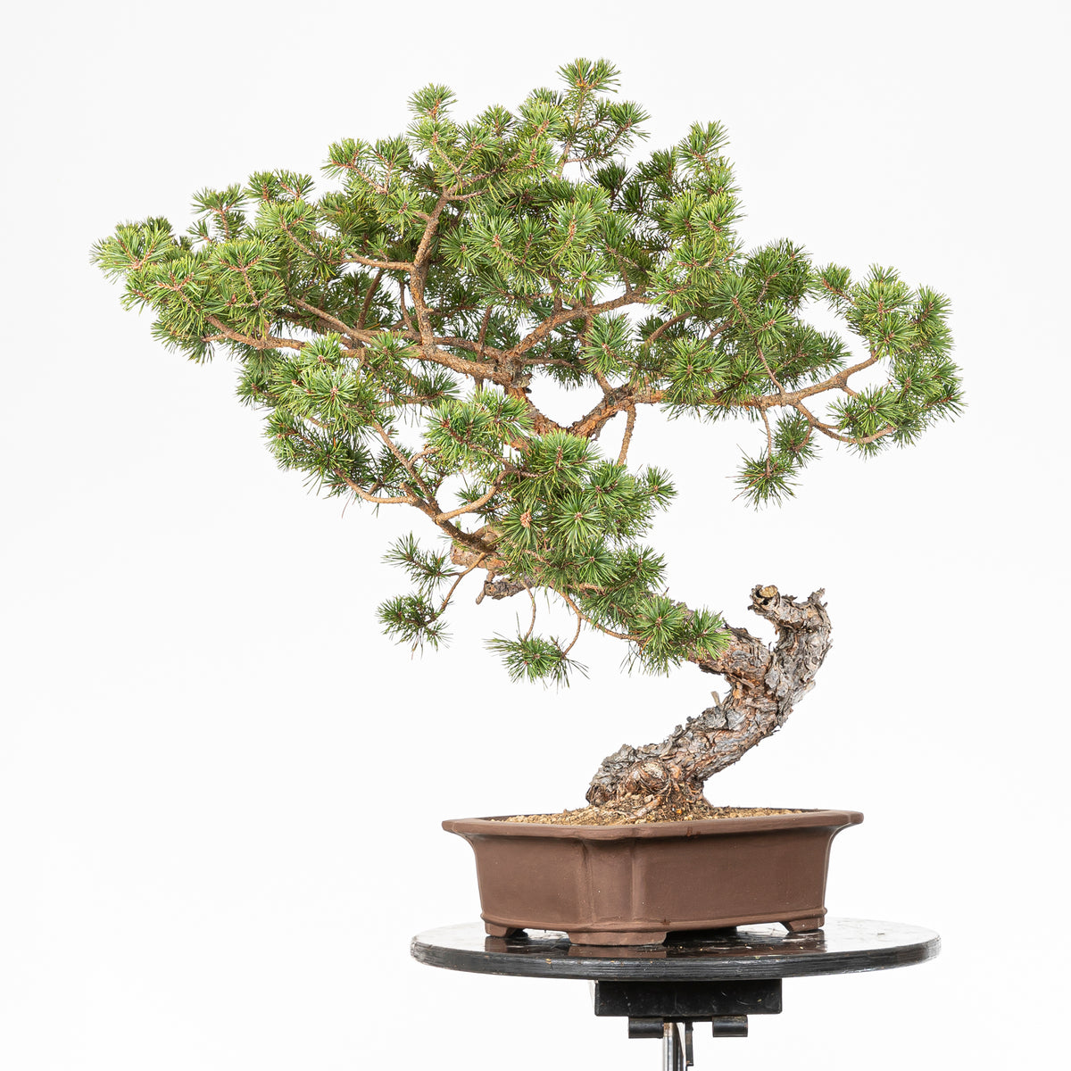 Bonsái - Pino silvestre (Pinus sylvestris) - PS10614