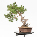 Bonsái - Pino silvestre (Pinus sylvestris) - PS10614