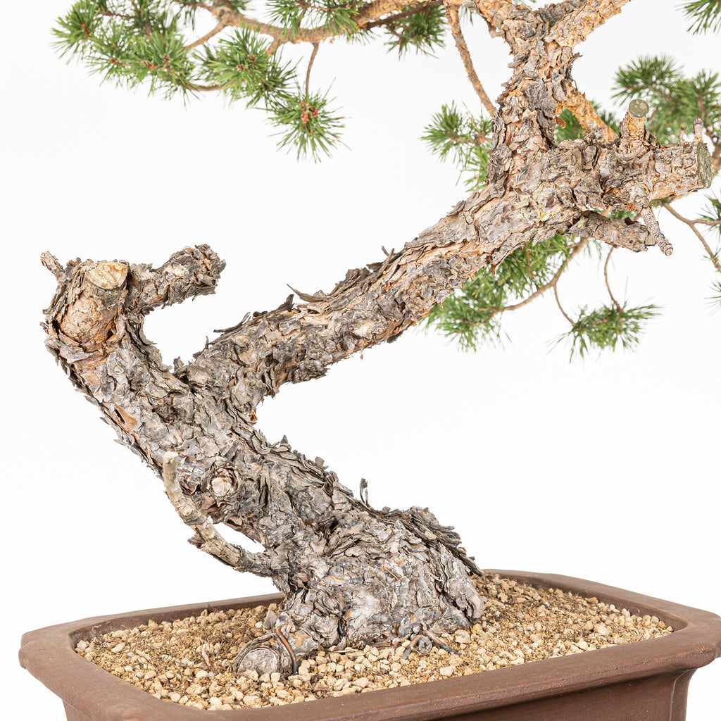 Bonsái - Pino silvestre (Pinus sylvestris) - PS10614