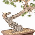 Bonsái - Pino silvestre (Pinus sylvestris) - PS10614