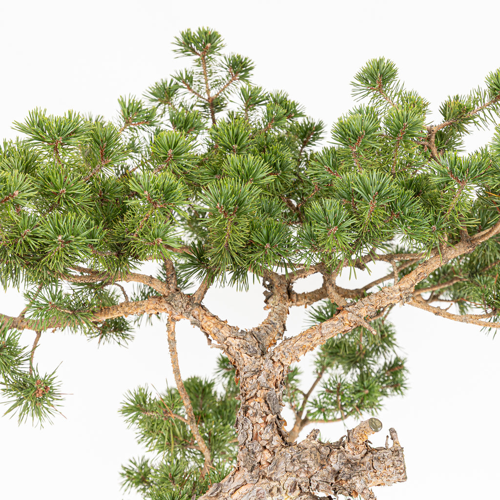 Bonsái - Pino silvestre (Pinus sylvestris) - PS10614