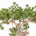 Bonsái - Pino silvestre (Pinus sylvestris) - PS10614