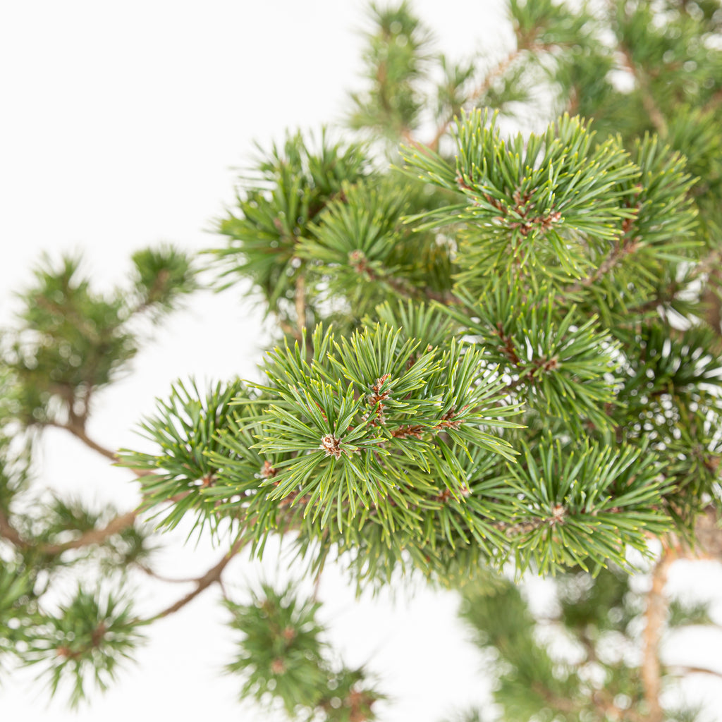 Bonsái - Pino silvestre (Pinus sylvestris) - PS10614