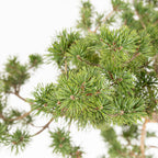 Bonsái - Pino silvestre (Pinus sylvestris) - PS10614