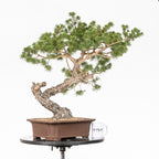 Bonsái - Pino silvestre (Pinus sylvestris) - PS10614